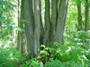 obrázek - 