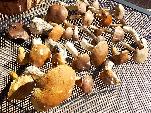 obrázek - Ubytování U Berušky - v létě a na podzim u nás rostou houby!